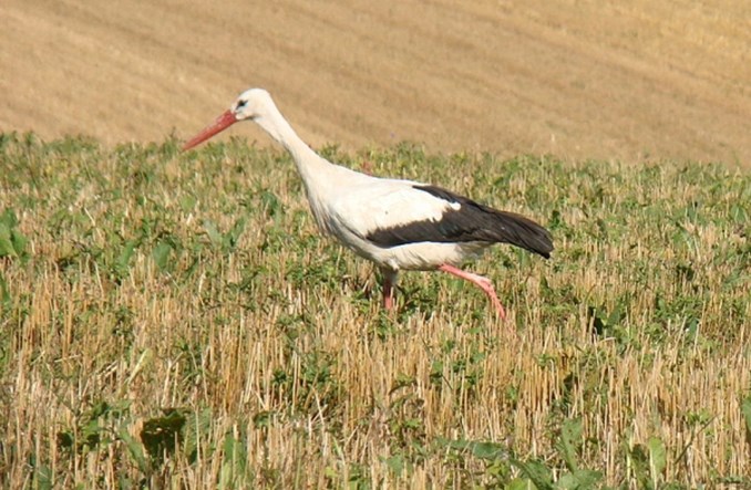 Legnica: Lotnisko przejdzie do historii?