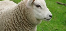 Lotnisko „zatrudniło" owce do koszenia trawy