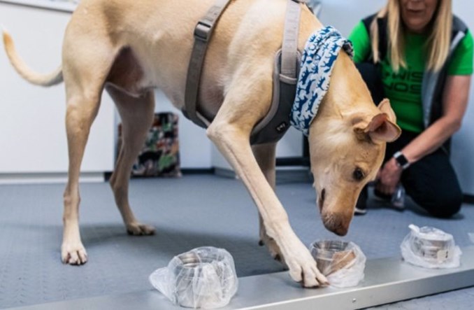 Helsinki: Psy wykrywają COVID-19!