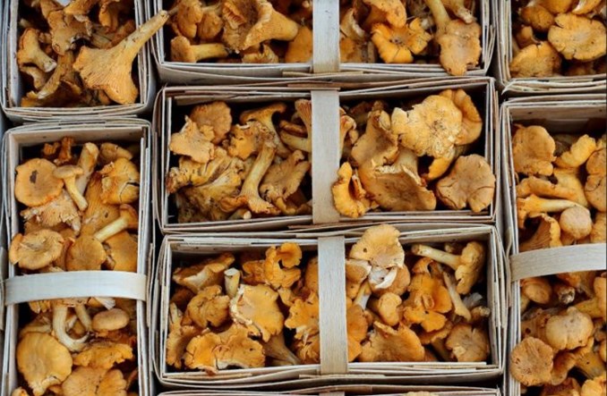 Fracht FWO dostarcza kilka ton świeżych kurek do USA