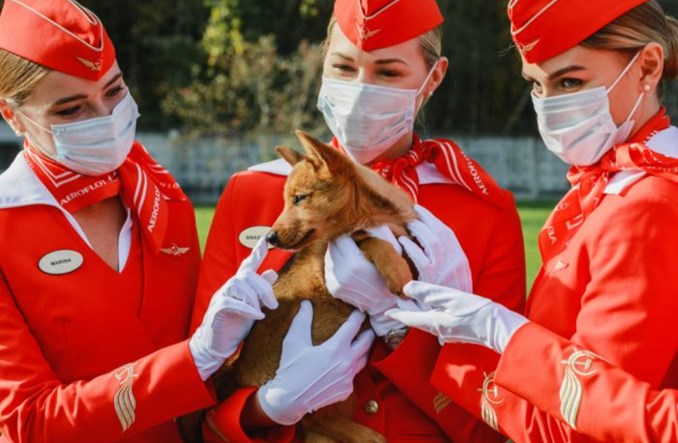 Aerofłot też wykorzysta szkolone psy do wykrywania COVID-19 