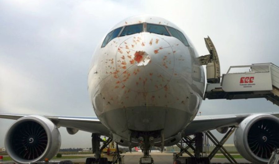 Boeing 777F linii Turkish Cargo lądował awaryjnie po kolizji z ptakami Boeing 777F linii Turkish Cargo lądował awaryjnie po kolizji z ptakami