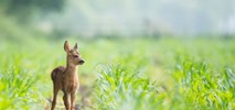 Sarny z lotniska w Świdniku uratowane! Udana akcja płoszenia do lasu 