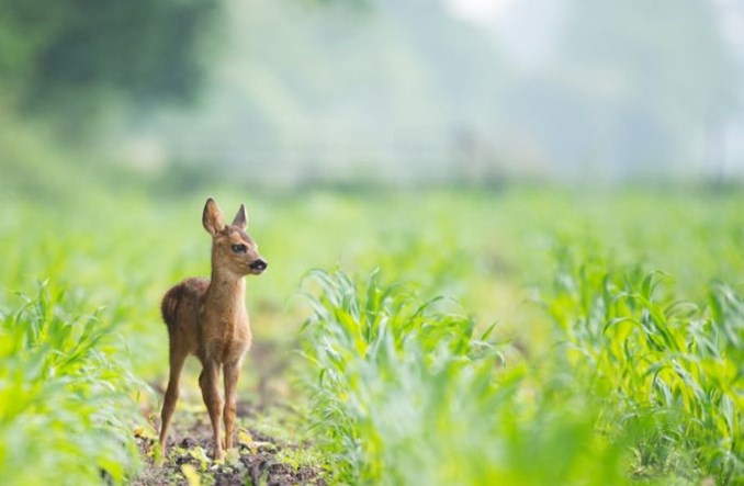 „Odstrzał to jedyne wyjście". Radni decydują o losie saren z lotniska w Świdniku