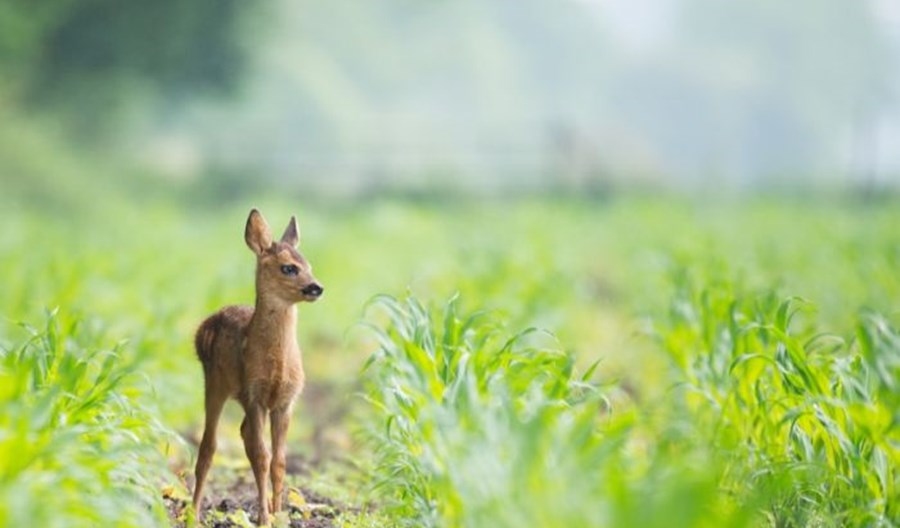 „Odstrzał to jedyne wyjście". Radni decydują o losie saren z lotniska w Świdniku „Odstrzał to jedyne wyjście". Radni decydują o losie saren z lotniska w Świdniku