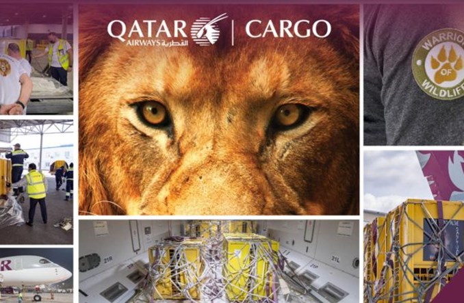 Qatar Airways Cargo pomogły w przelocie lwów do RPA
