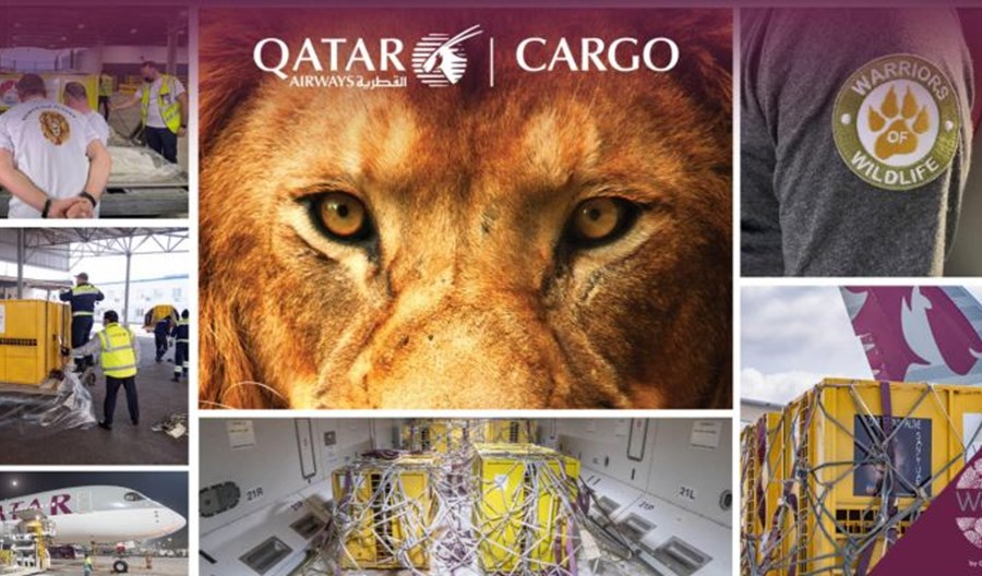 Qatar Airways Cargo pomogły w przelocie lwów do RPA Qatar Airways Cargo pomogły w przelocie lwów do RPA