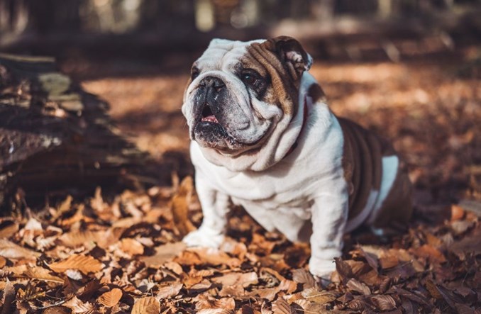 Chcą odszkodowanie za lot koło puszczającego gazy buldoga