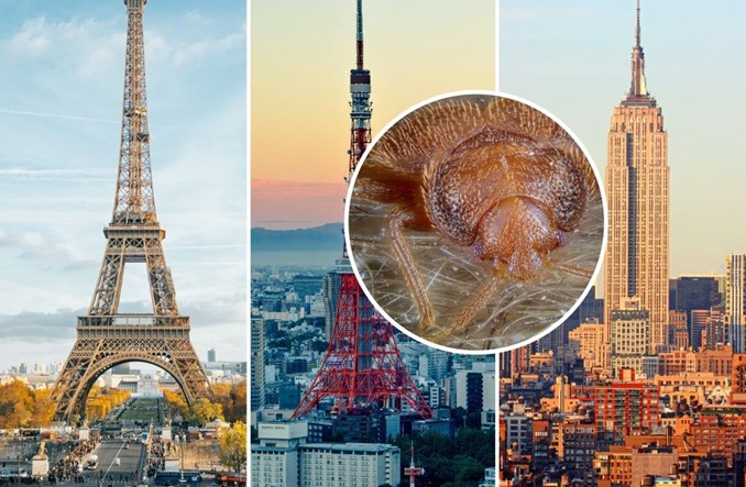 Paryż, Tokio, Nowy Jork. Trwa globalna inwazja pluskiew