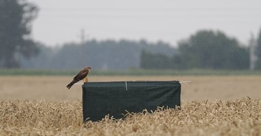 Port Polska wspiera ochronę błotniaka łąkowego 