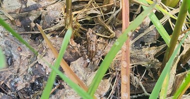 Ochrona płazów integralnym elementem inwestycji Port Polska