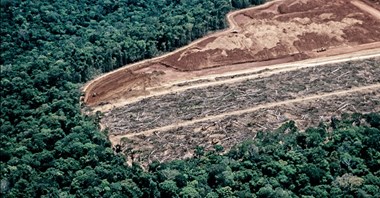 ICEYE z rozwiązaniem do monitoringu wylesiania. Usprawni to walkę z nielegalną wycinką lasów tropikalnych