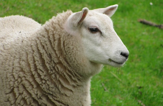 Lotnisko „zatrudniło" owce do koszenia trawy