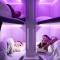 Nowe fotele i kapsuły do spania w Dreamlinerach Air New Zealand Nowe fotele i kapsuły do spania w Dreamlinerach Air New Zealand