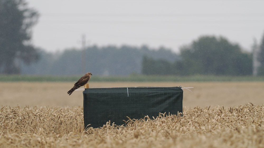 Port Polska wspiera ochronę błotniaka łąkowego