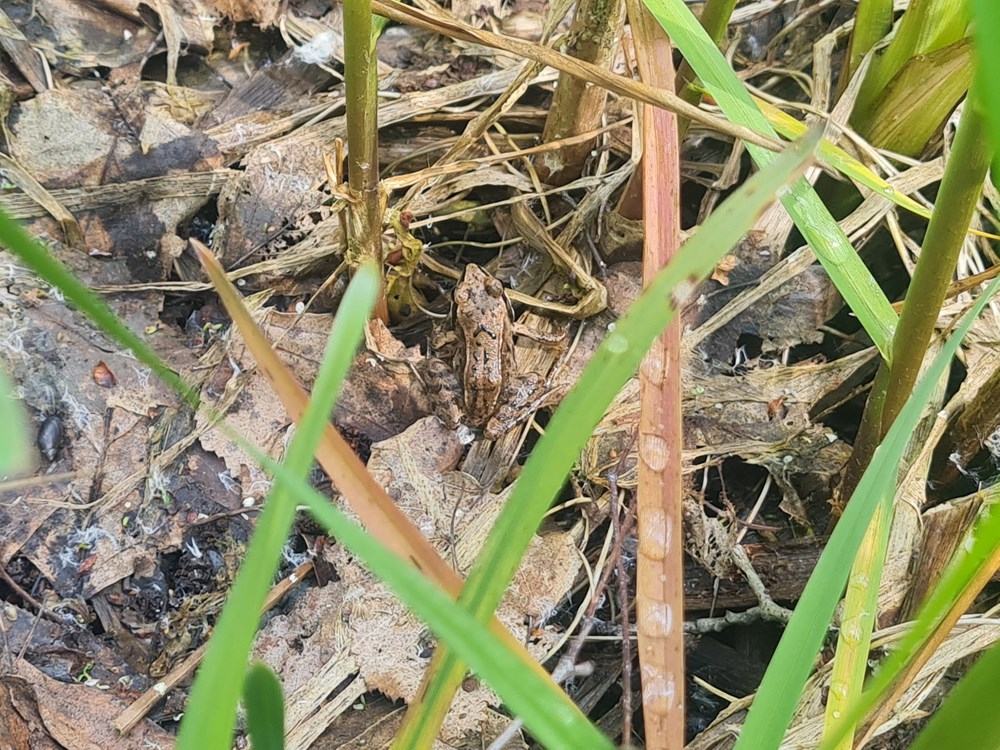 Ochrona płazów integralnym elementem inwestycji Port Polska